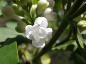 5月8日に咲いていたライラック「ミスエレンウィルモット」の花2