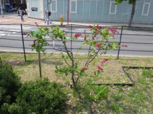 5月21日の遅咲きライラック・ミスカナダの様子