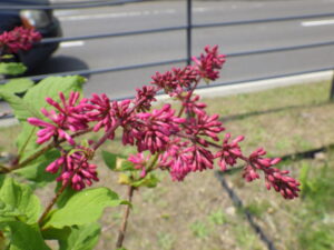 5月21日の遅咲きライラック・ミスカナダのつぼみ