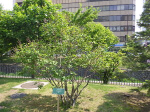 5月21日の遅咲きライラック・メヌエットの様子