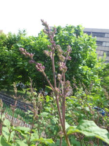 5月21日の遅咲きライラック・メヌエットのつぼみ