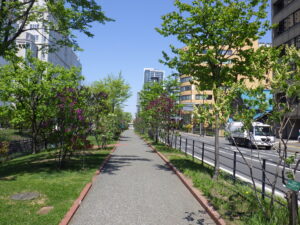 5月10日の北2条ライラックウォークの様子1