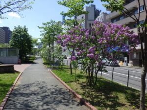 5月16日の南2条の園路沿いライラックの様子