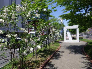 5月16日の南1条の園路沿いライラックの様子