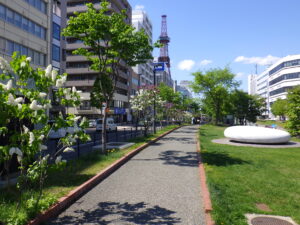 5月16日の南2条の園路沿いライラックの様子