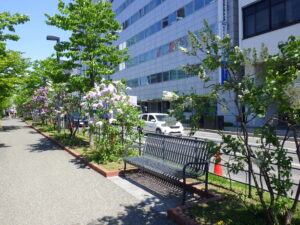 5月16日の南1条の園路沿いライラックの様子