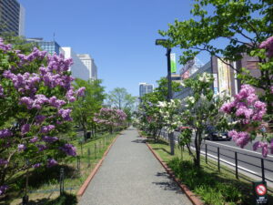 5月16日の北1条の園路沿いライラックの様子