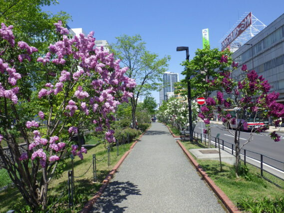 「今日のライラックの様子と投稿写真」の画像
