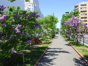 5月16日の北2条の園路沿いライラックの様子