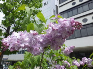 5月13日に見つけたブランシュスゥィートのラッキーライラックの画像