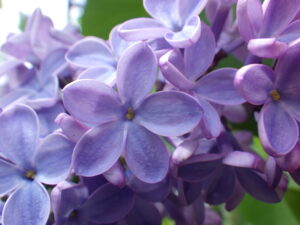 5月13日に見つけたプレジデントリンカーンのラッキーライラックの画像