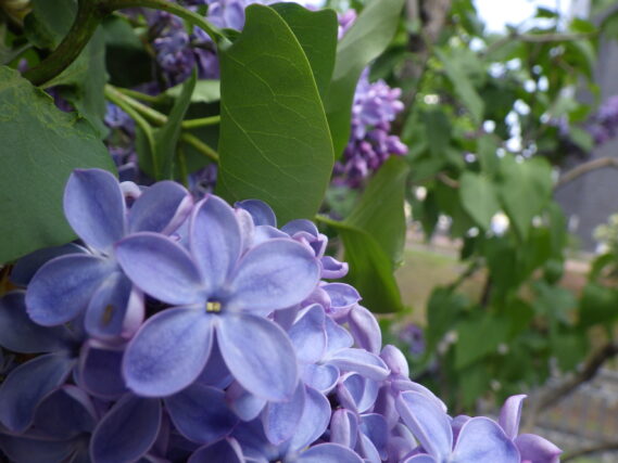 「ラッキーライラック発見」の画像