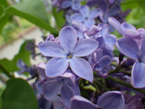 5月12日に見つけたプレジデントリンカーンのラッキーライラックの画像2