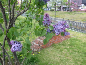 5月12日にラッキーライラックを見つけたプレジデントリンカーンの画像