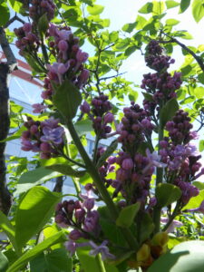 5月8日に咲いていたライラック「レオンガンベッタ」の花