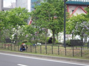 5月20日に除草などの活動をする創成ボラ2