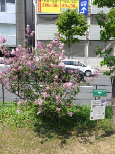 5月21日の遅咲きライラック・四季蘭の様子