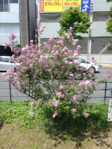 5月21日の遅咲きライラック・四季蘭の様子