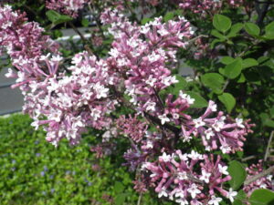 5月21日の遅咲きライラック・四季蘭の花