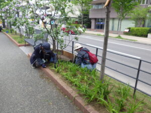 5月24日にヘメロカリス花壇の除草の活動をする植物ボランティア2