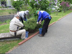 5月24日にモンタナマツのみどり摘みの活動をする植物ボランティア