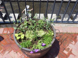 5月26日に花クラブメンバーが植え込みをした吉田学園さんからの寄付の樽コンテナの花