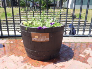 5月26日に花クラブメンバーが植え込みをした吉田学園さんからの寄付の樽コンテナの様子
