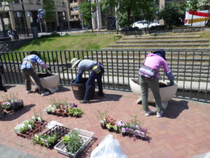 5月26日に狸二条広場のコンテナに花苗を植えこむ花クラブのメンバー2