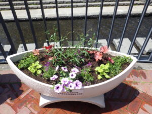 5月26日に花クラブメンバーが植え込みをした吉田学園さんからの寄付の船形コンテナの花2