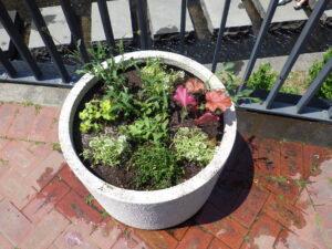 5月26日に花クラブメンバーが植え込みをしたコンテナの花1