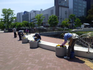 5月26日にまんなか広場のコンテナの手入れをする花クラブのメンバー