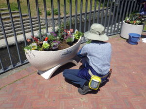 5月26日に狸二条広場のコンテナに花苗を植えこむ花クラブのメンバー3