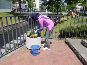 5月26日に狸二条広場のコンテナに花苗を植えこむ花クラブのメンバー4