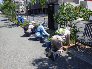 6月8日にヘメロカリス花壇の除草をするお助け隊
