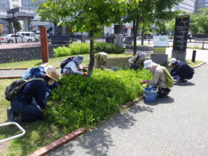 6月15日にスズラン花壇の除草をするお助け隊