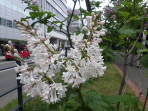 6月2日の遅咲きライラック「アグネススミス」の花