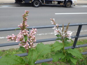 6月2日の遅咲きライラック「アグネススミス」の花とつぼみ