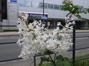 6月4日の遅咲きライラックのアグネススミスの花が咲いている様子