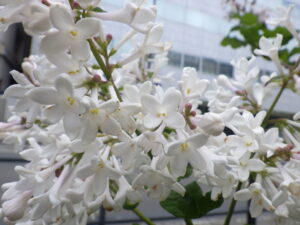 6月4日の遅咲きライラックのアグネススミスの花