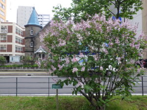 6月2日の遅咲きライラック「ウスゲシナハシドイ」の様子