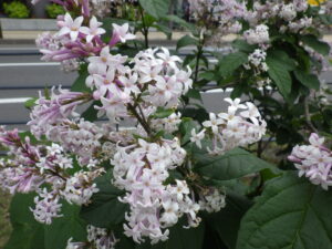 6月2日の遅咲きライラック「ウスゲシナハシドイ」の花