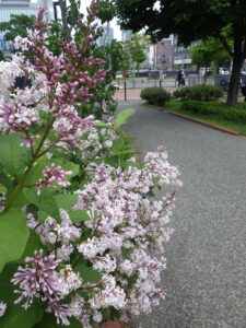 6月2日の遅咲きライラック「ウスゲシナハシドイ」の花