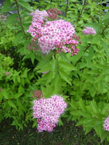 6月29日のシモツケの花