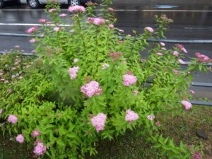 6月29日のシモツケ