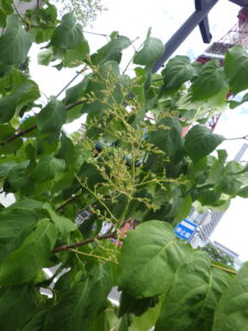 6月2日のハシドイのつぼみ