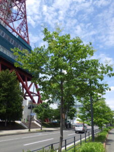 6月2日のハシドイの様子