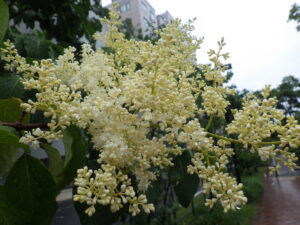 6月16日のハシドイの花の様子