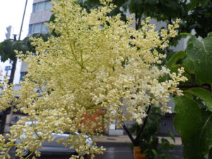 6月16日のハシドイの花の様子