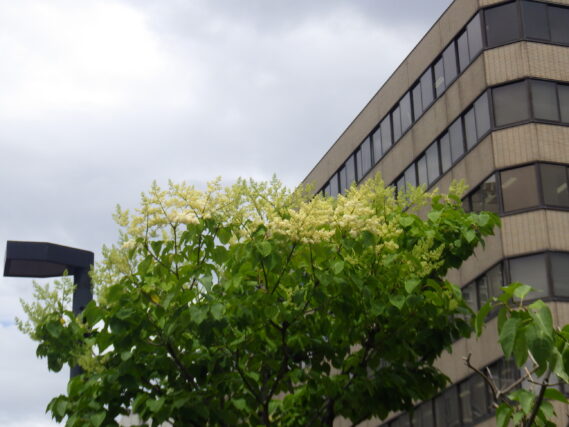 「ハシドイの花」の画像