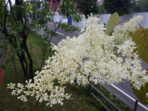 6月29日のハシドイの花